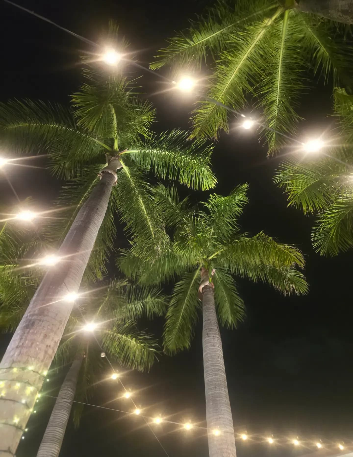 CLEMENTE  image