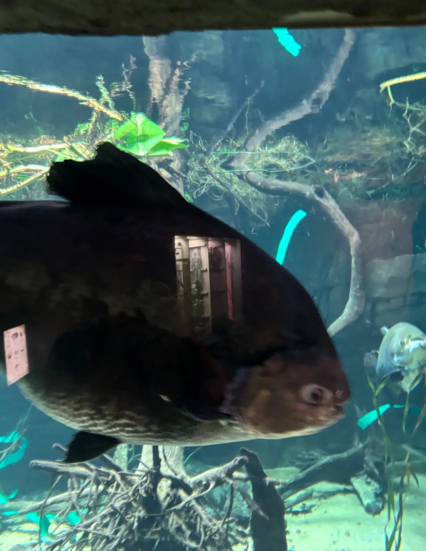competitor wL40l
