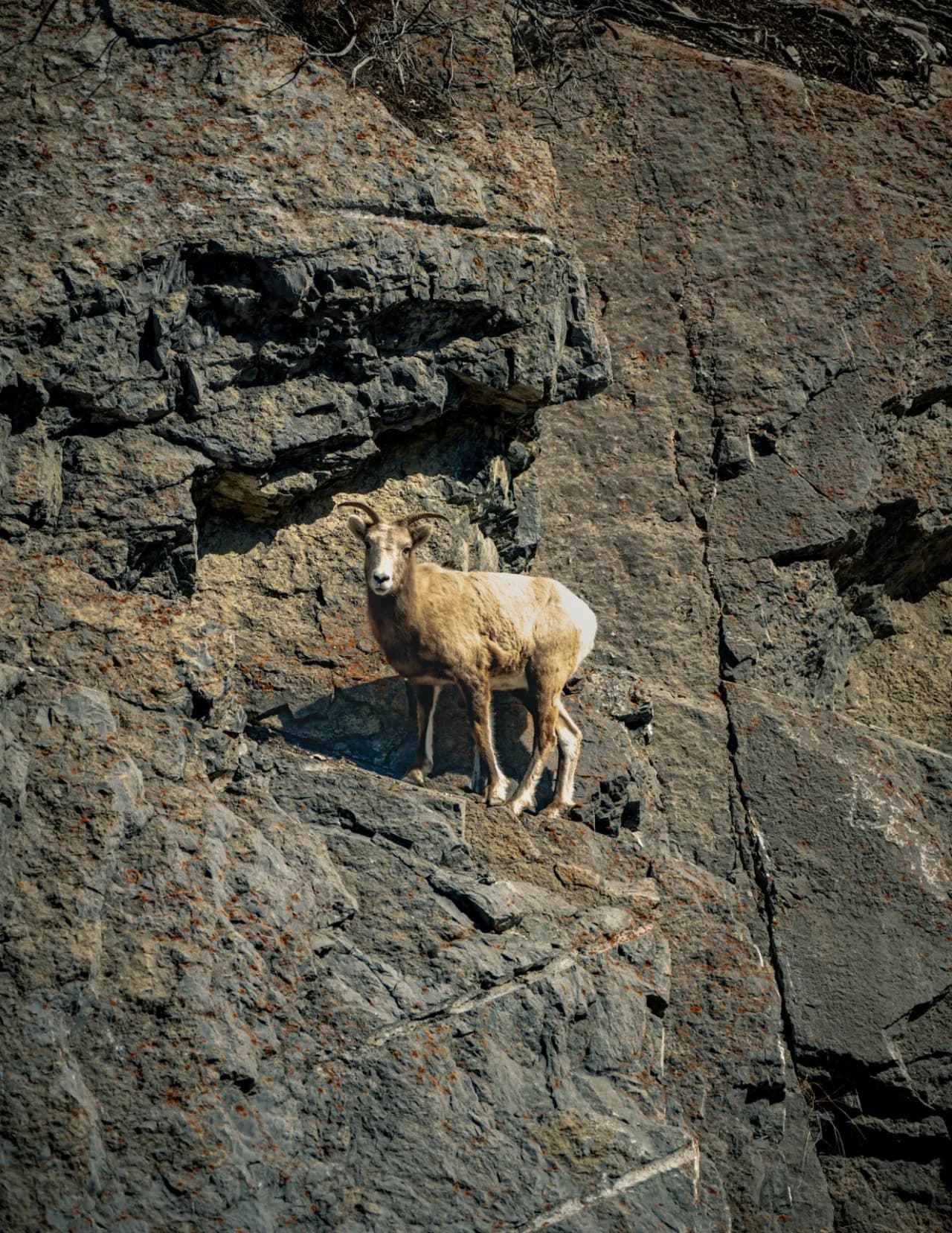 Chris Hopper image