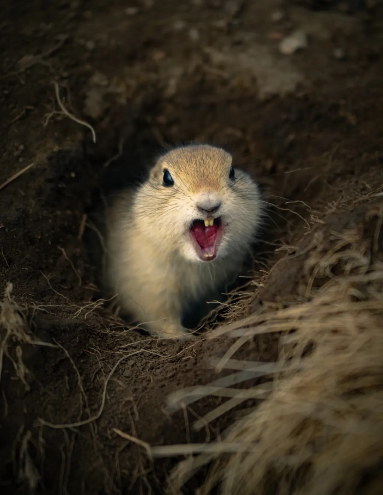 Chris Hopper image