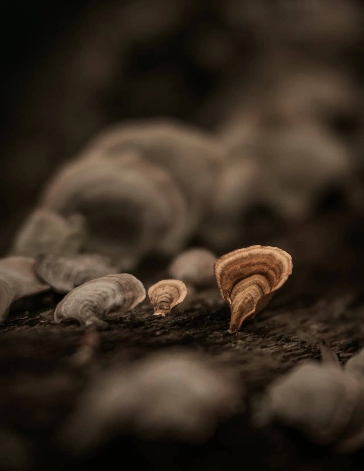 Chris Hopper image