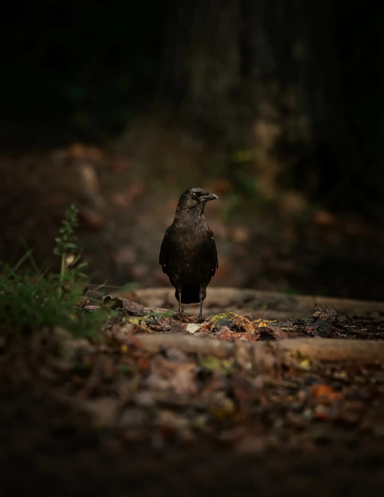 Chris Hopper image