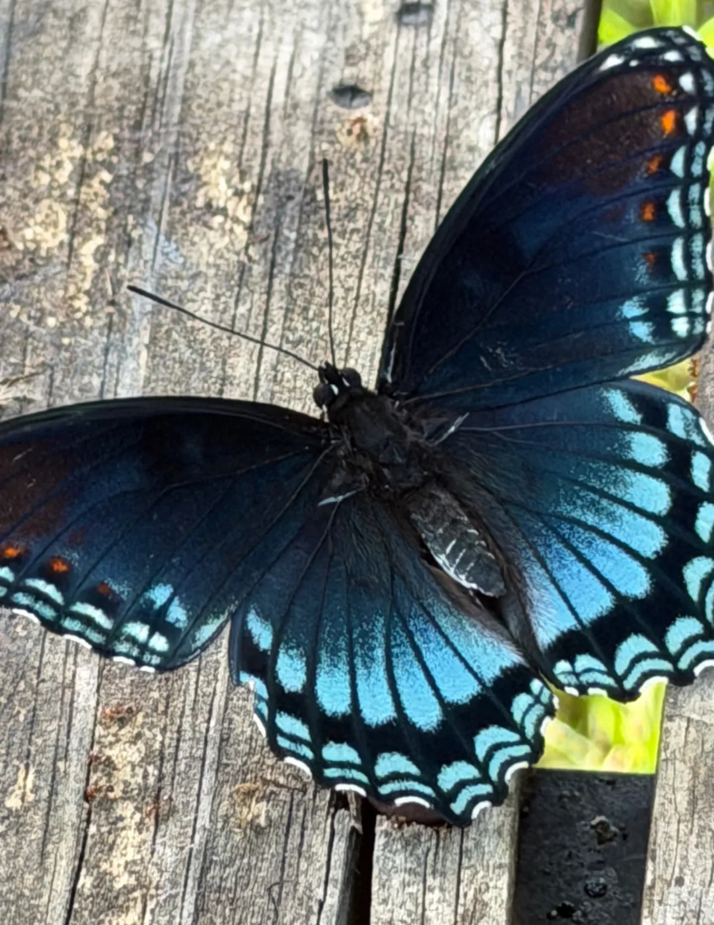 Hailey Peters image