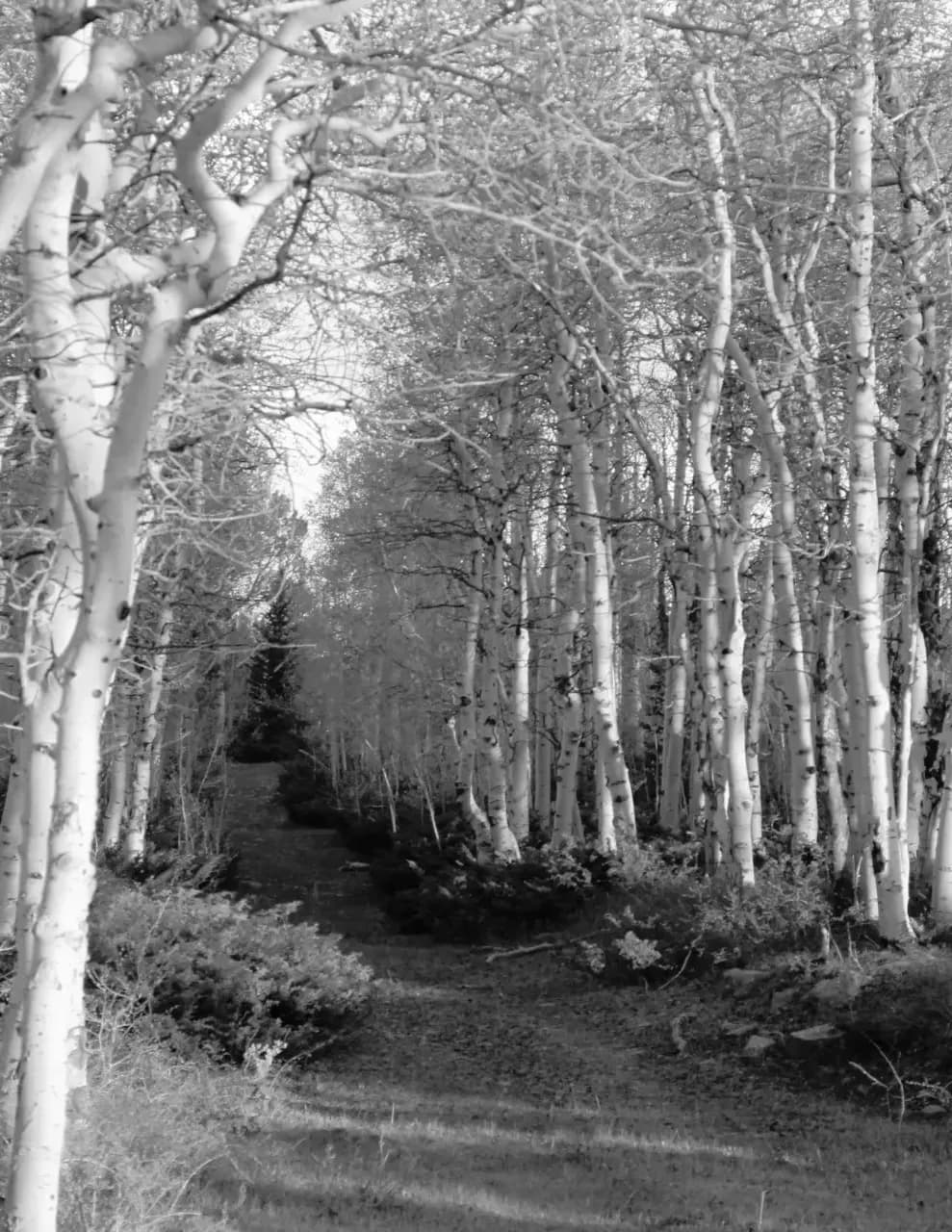 Lydia Wood image