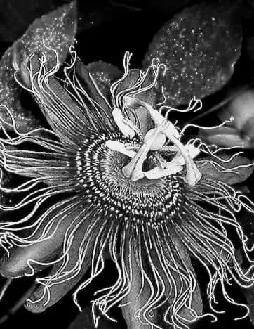 Jennifer D Mccowen image