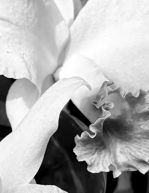 Jennifer D Mccowen image
