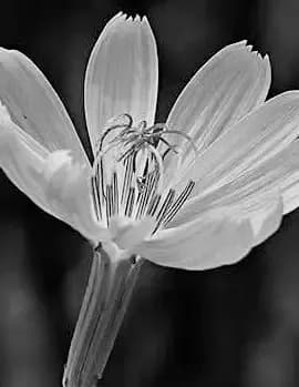 Jennifer D Mccowen image