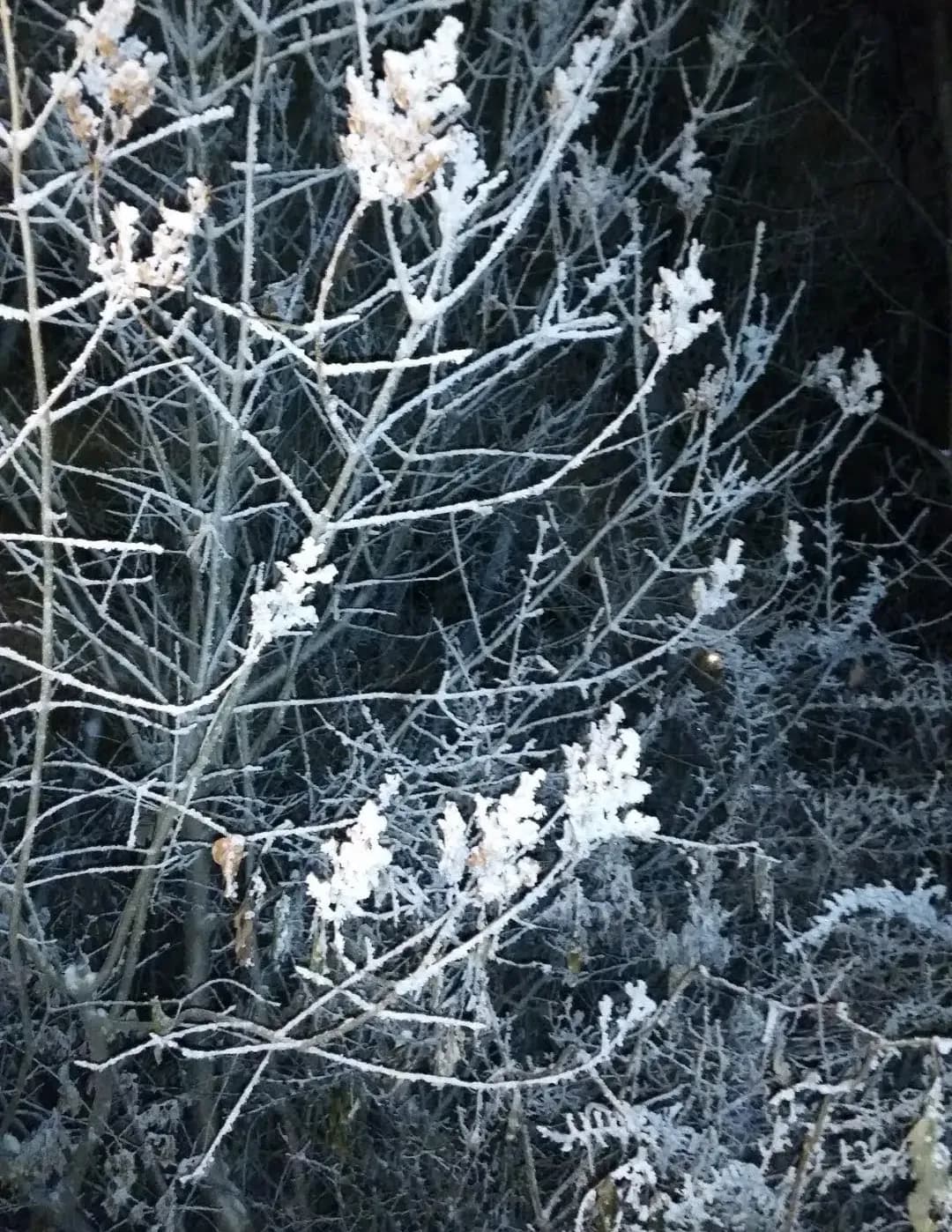 Christina Carefoot image