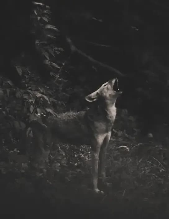 competitor veEOW
