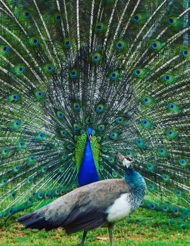 Donald Bostic image