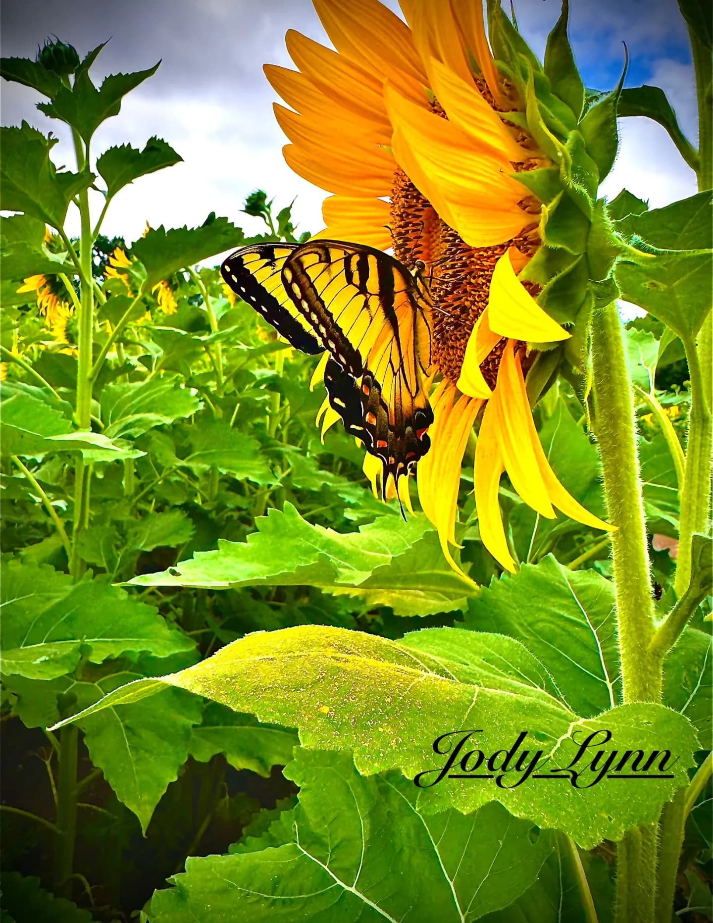 Peculiar Girl Photography image