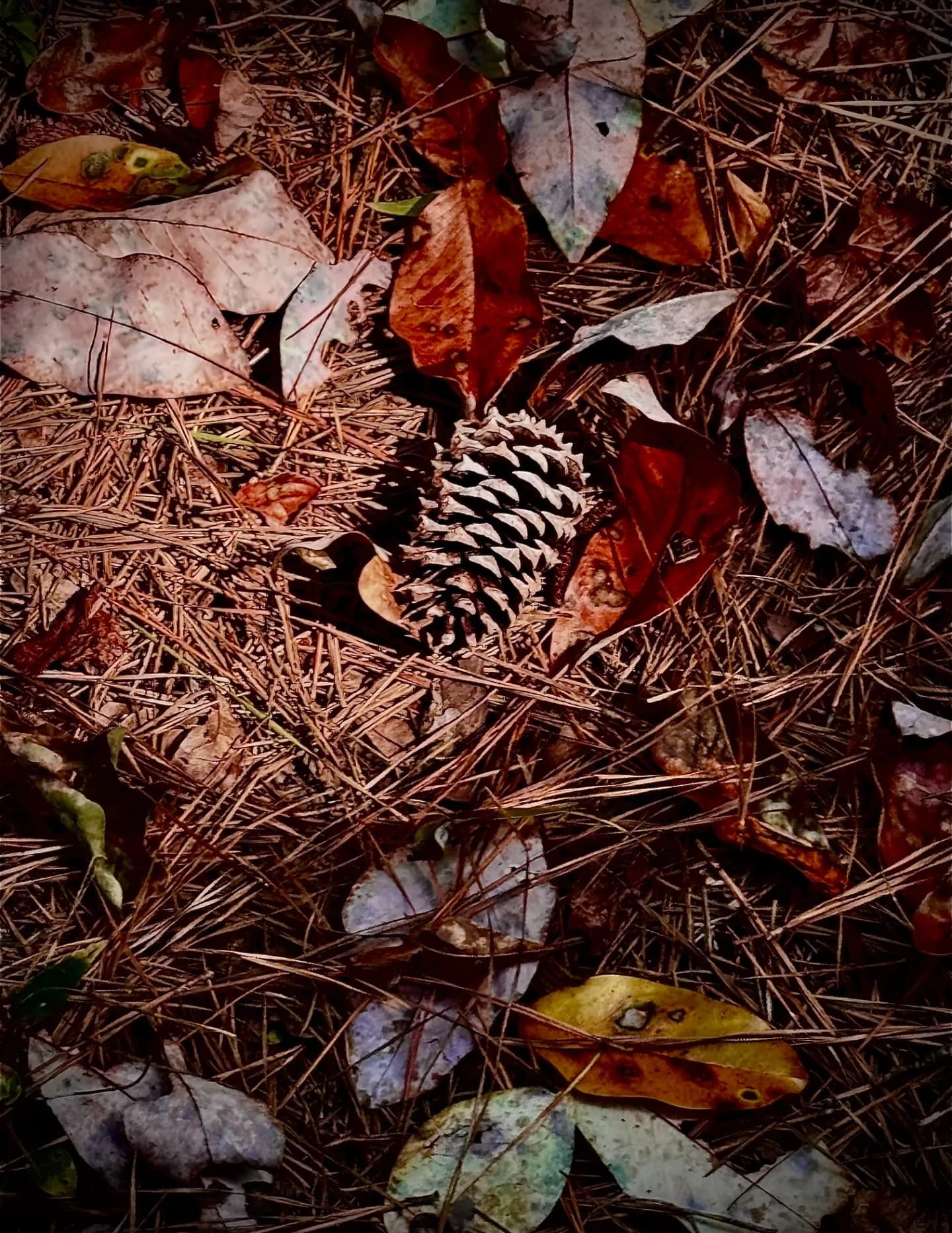 Peculiar Girl Photography image