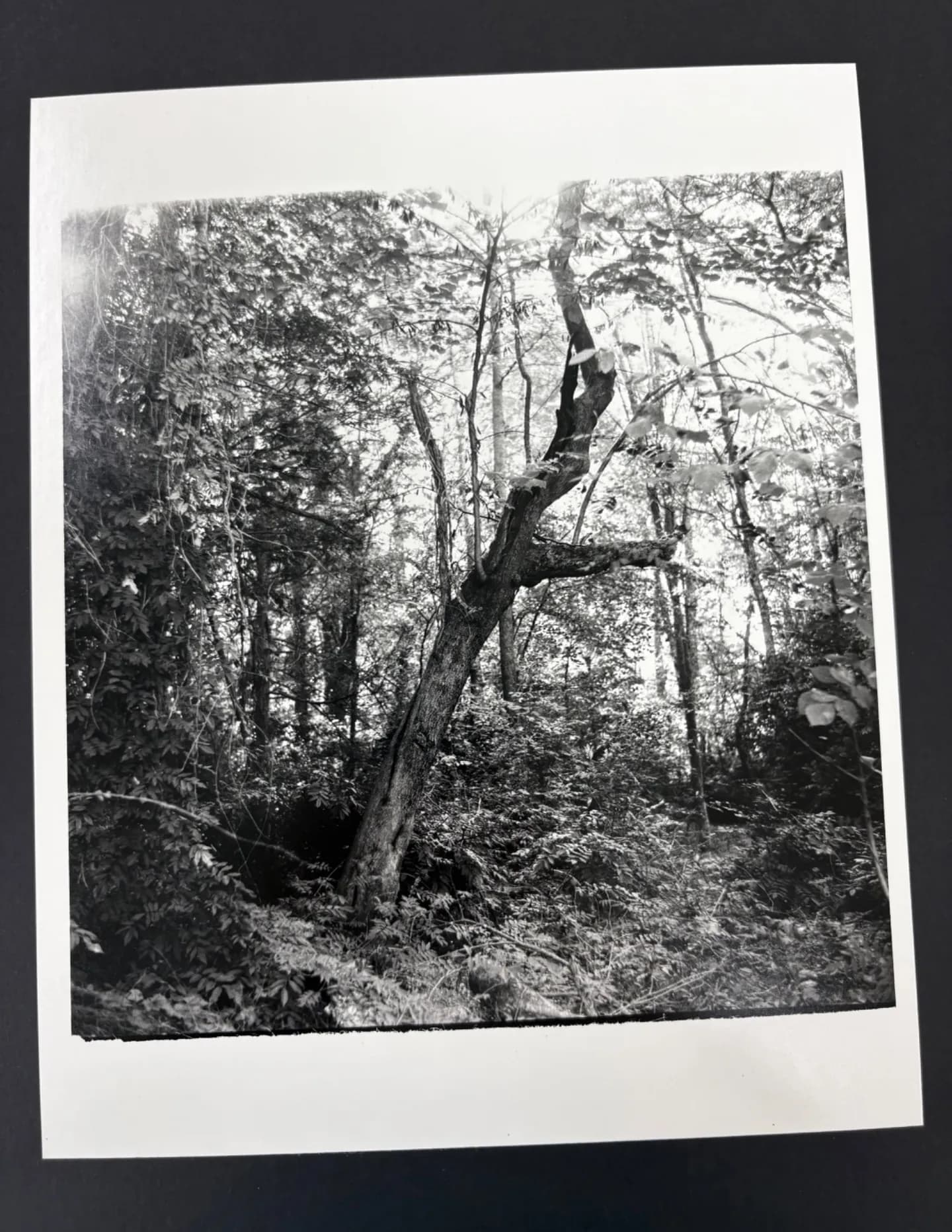 ckbrown image