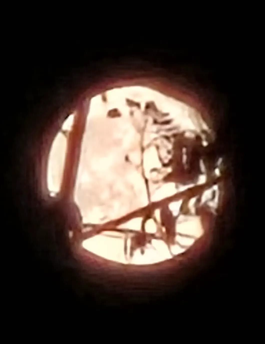 Michelle Mapplebeck image