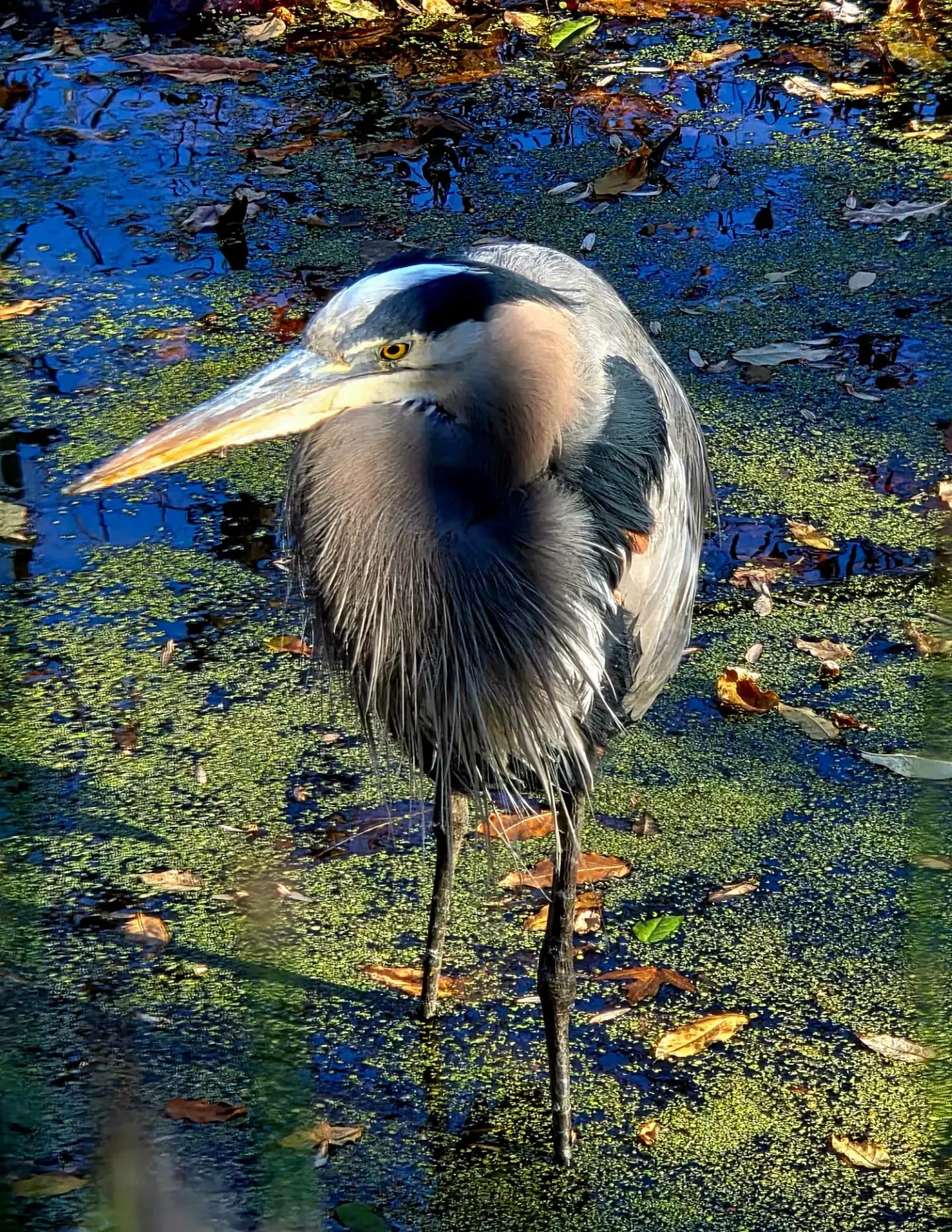 Jen Adams image