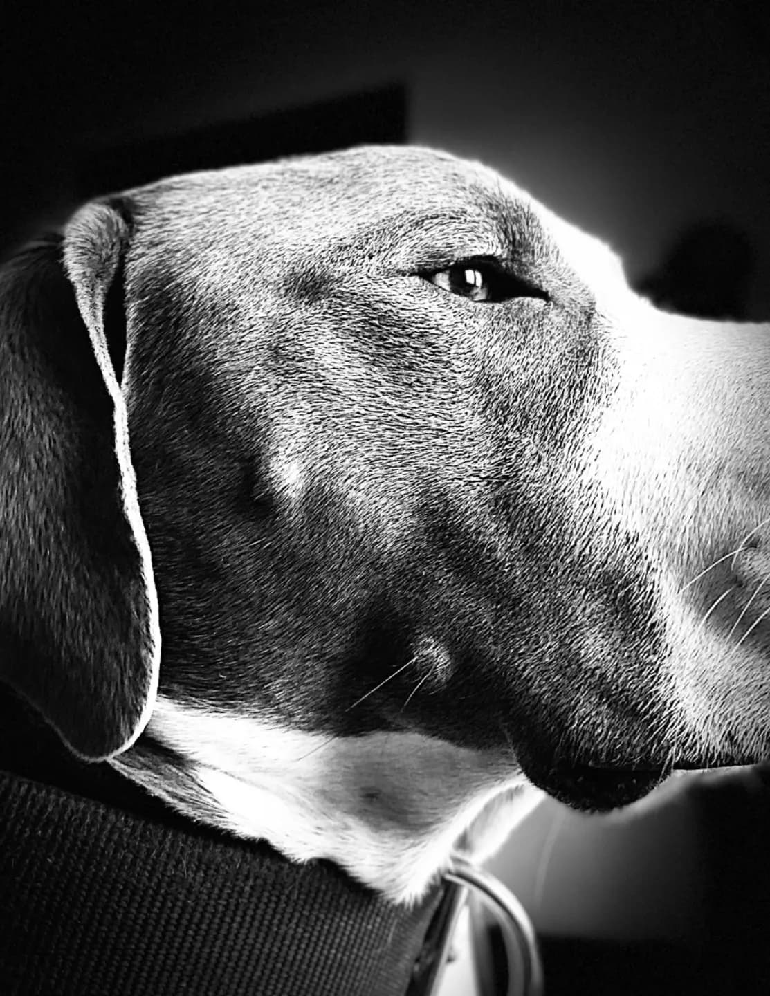 CajunCharm image