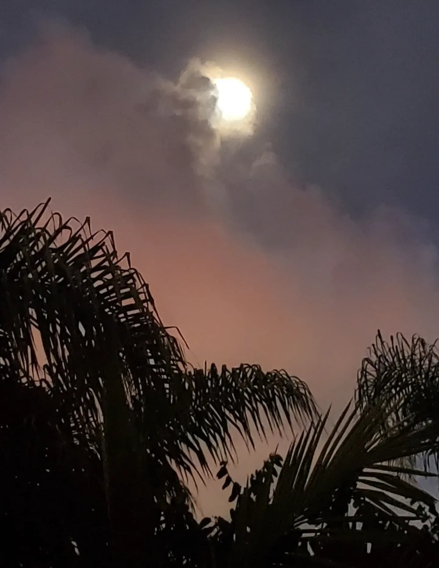 DMariaWoods image