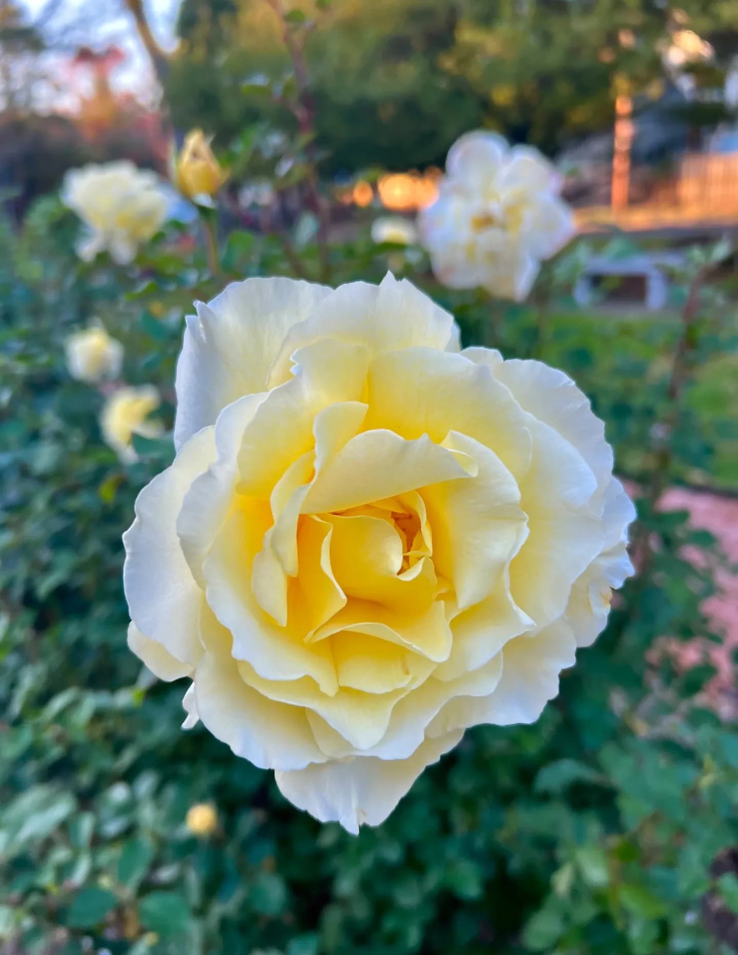 rizwanalvi image