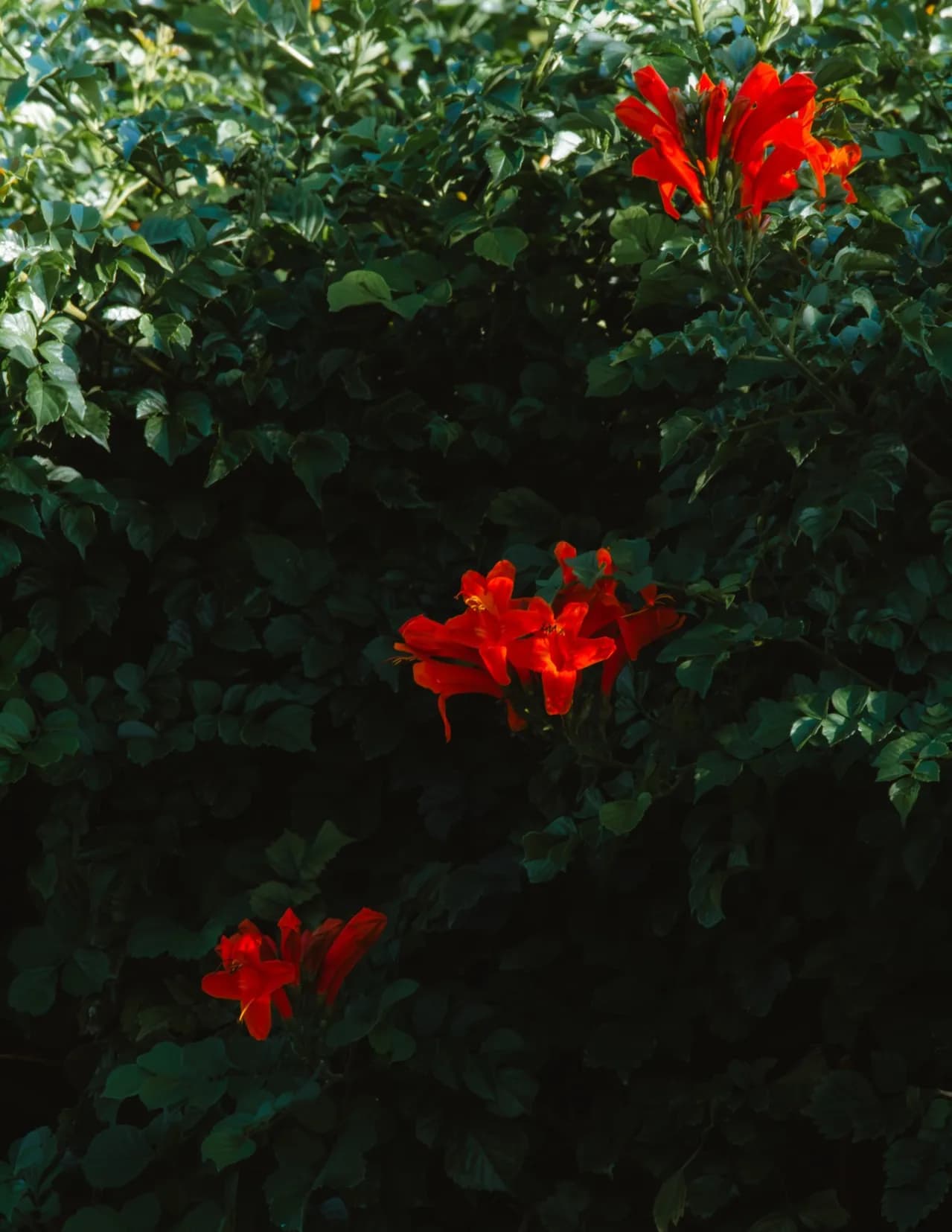 Hannah Pacheco image