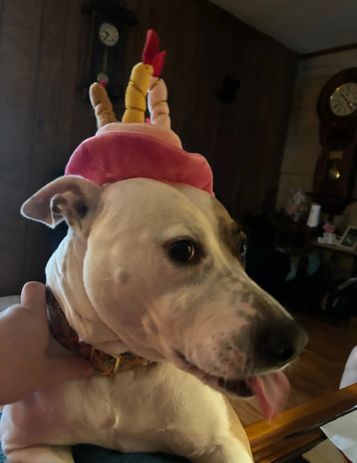 DeeAnna image