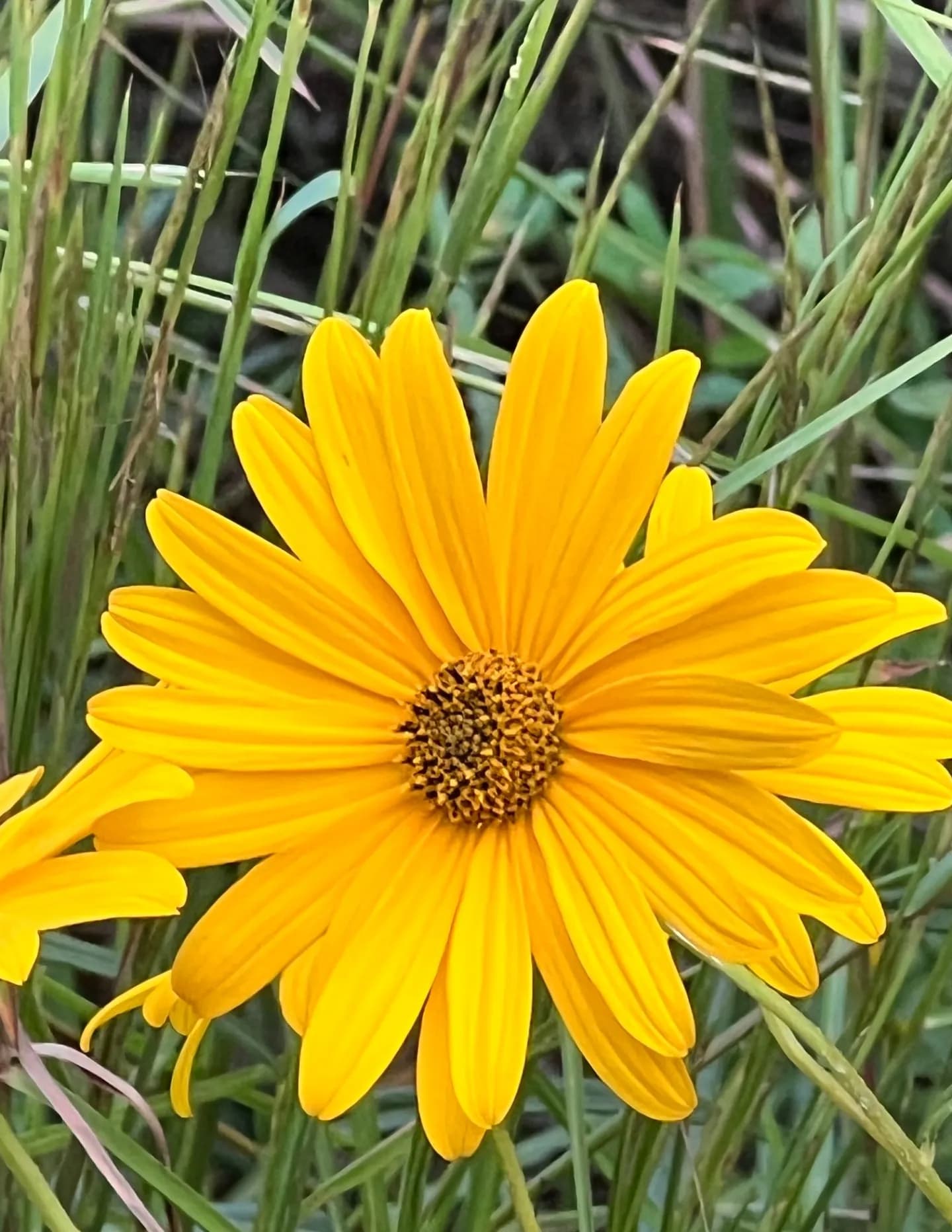 Kathleen M image
