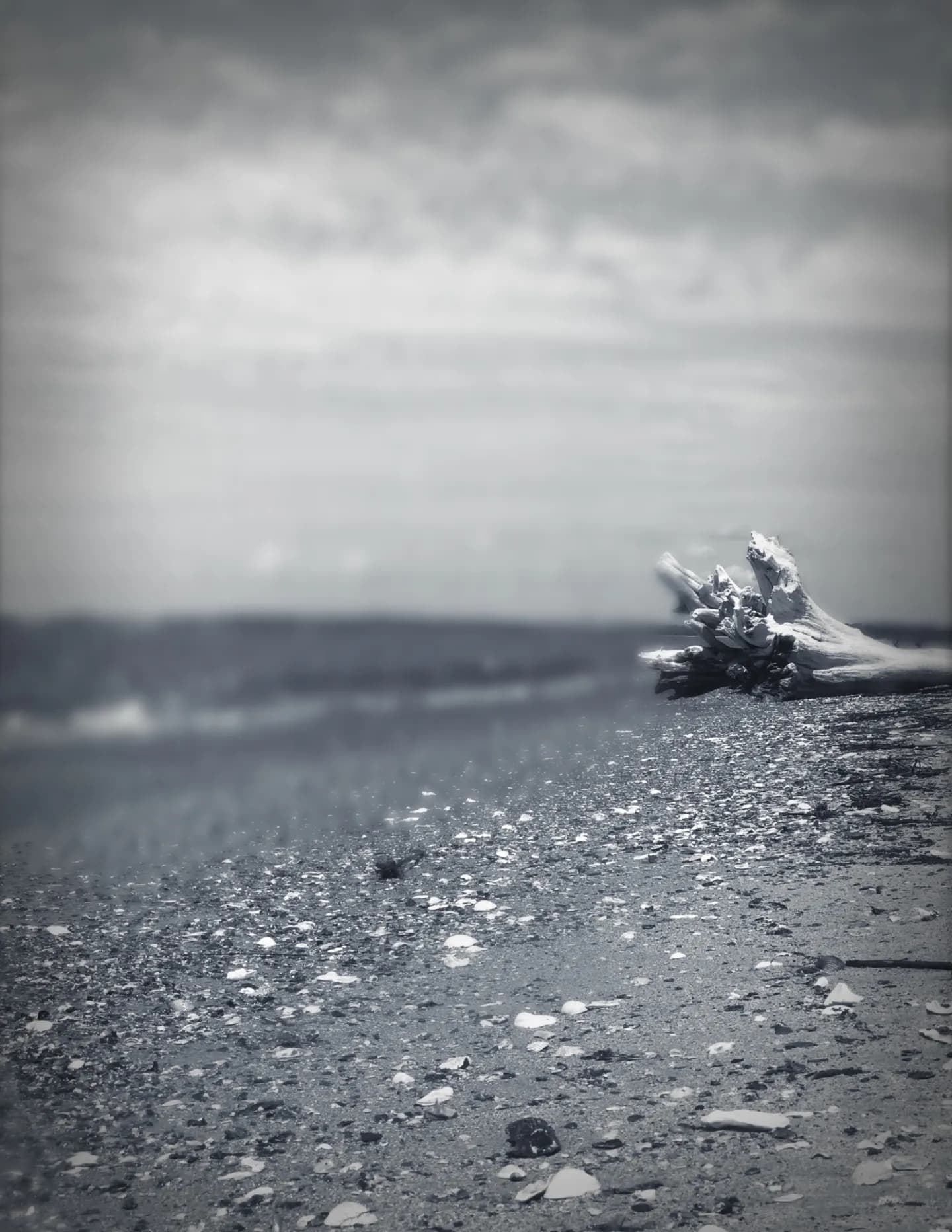 Palmettolensphotography image