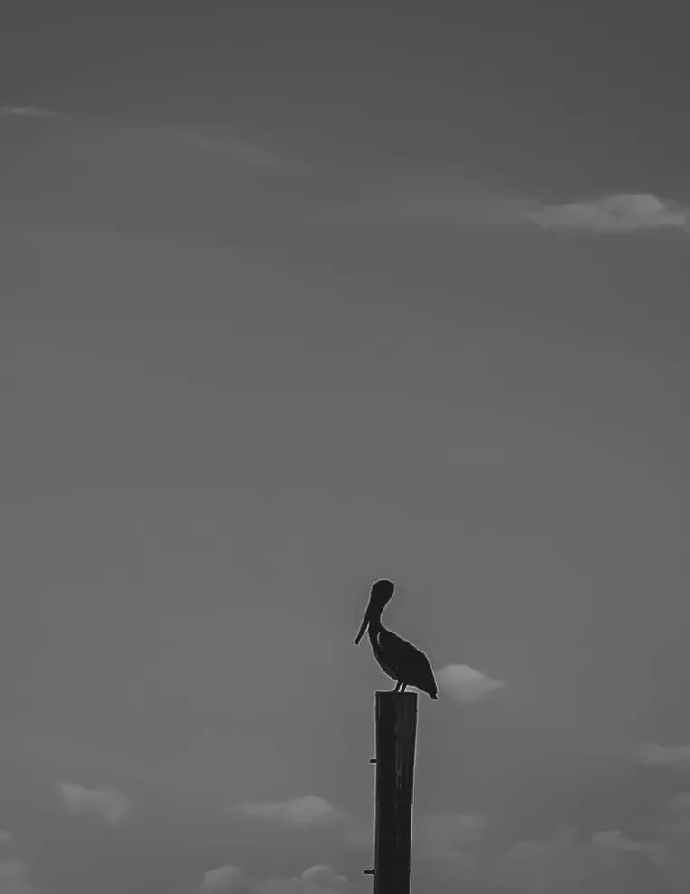 LoneStarWader image