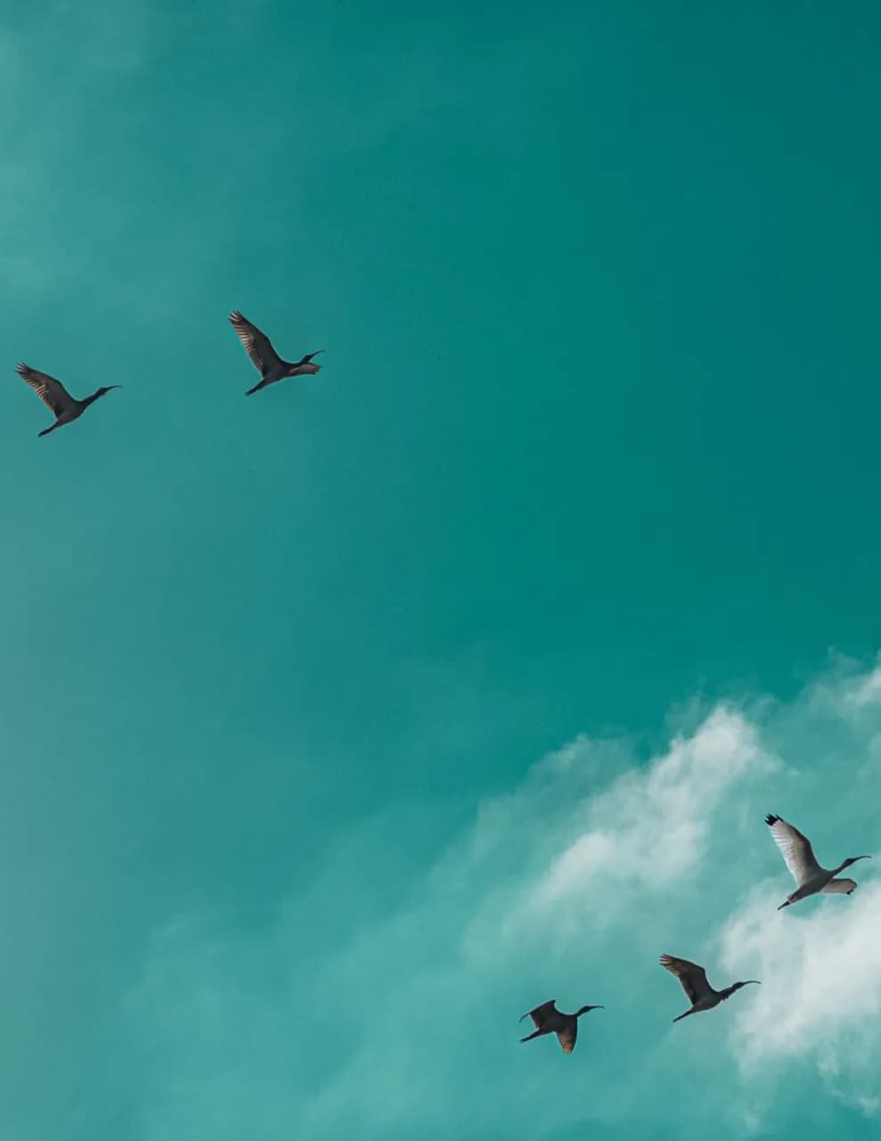 LoneStarWader image