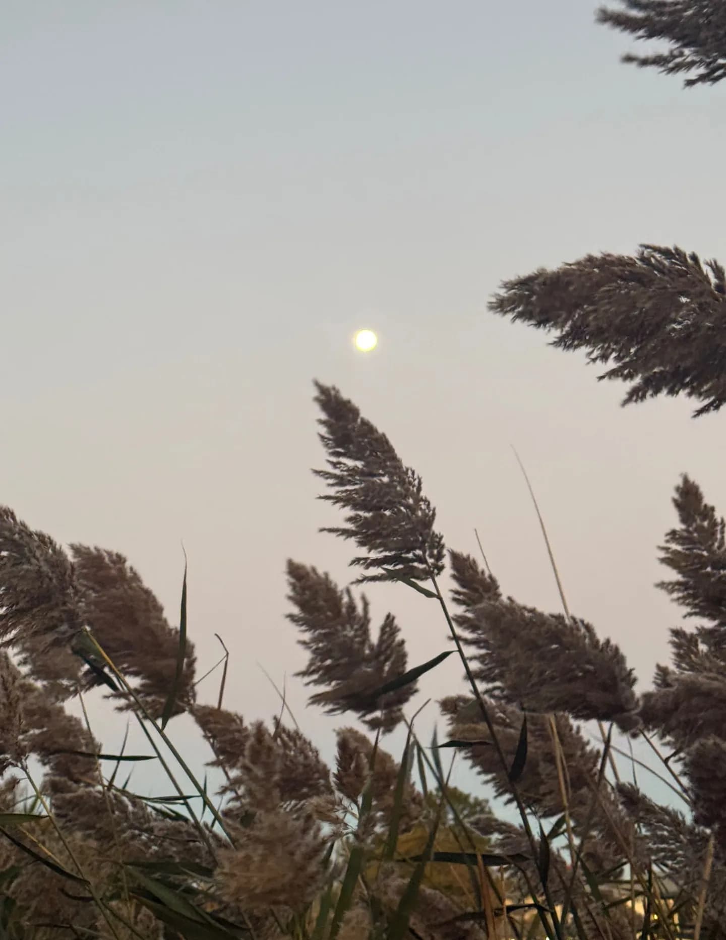 SunnyDawnnMoon image