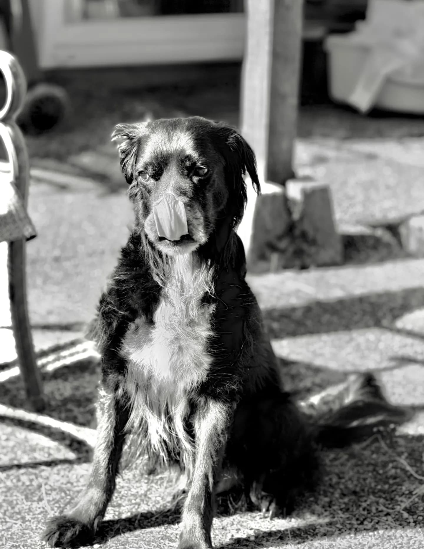 Brie196423 image