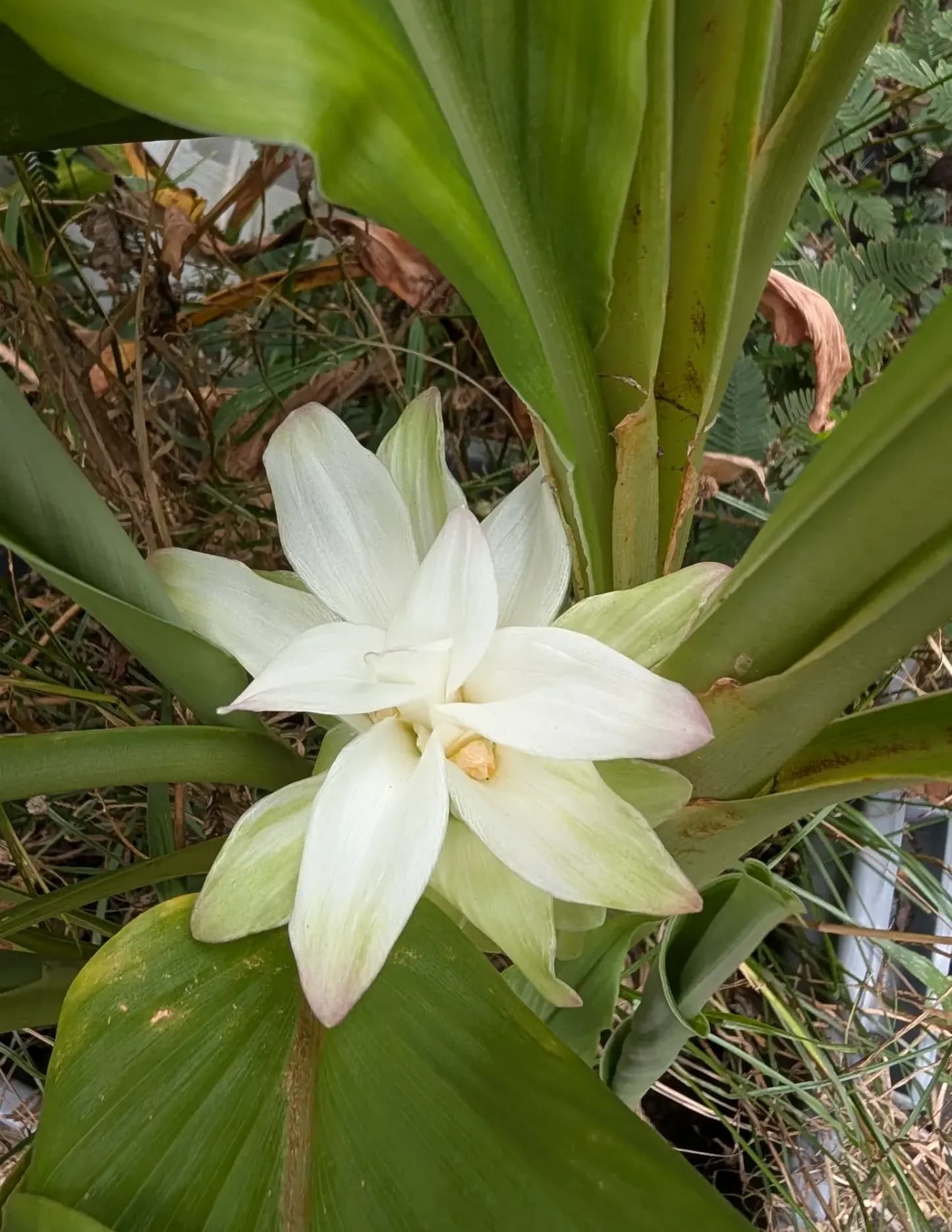 Natureboy image
