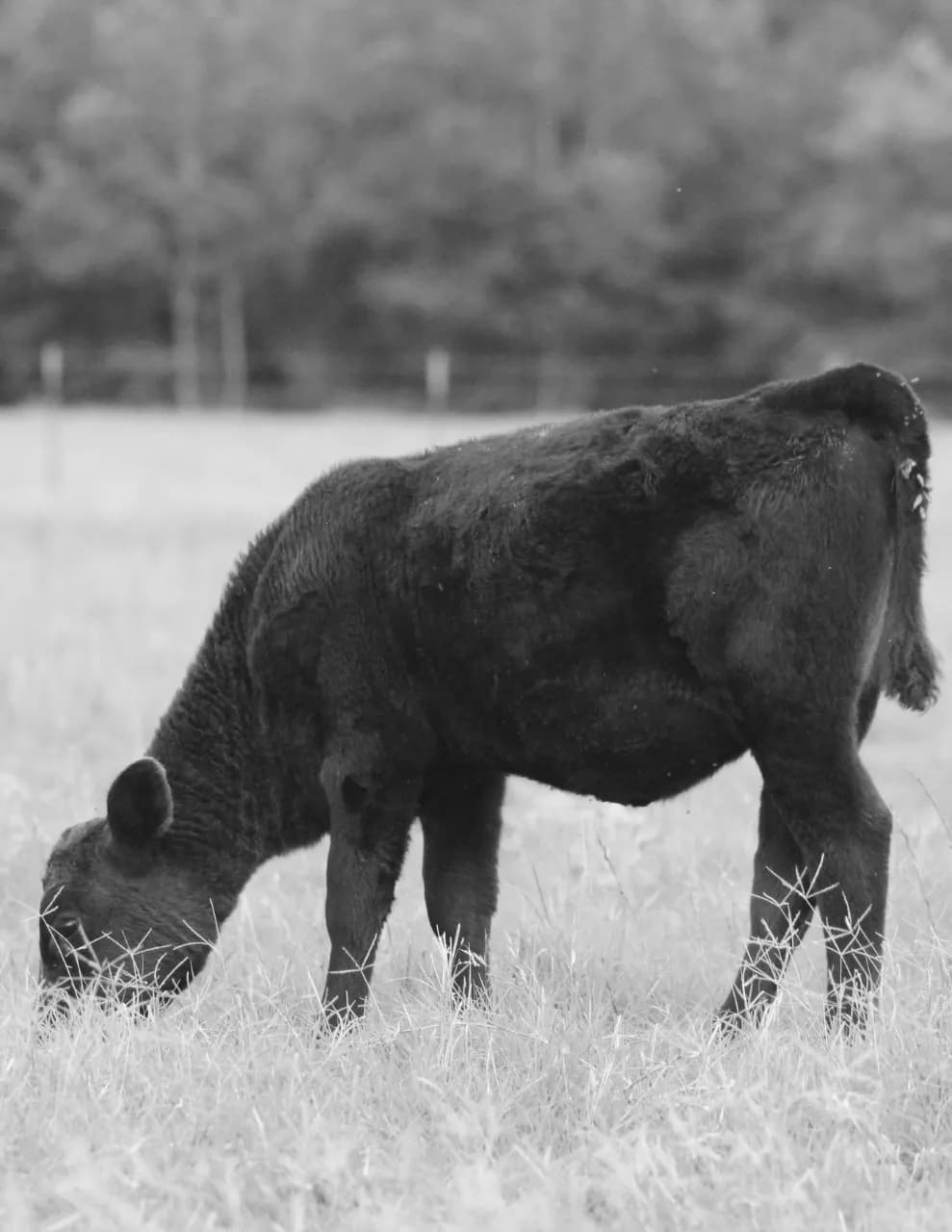 competitor enpjR