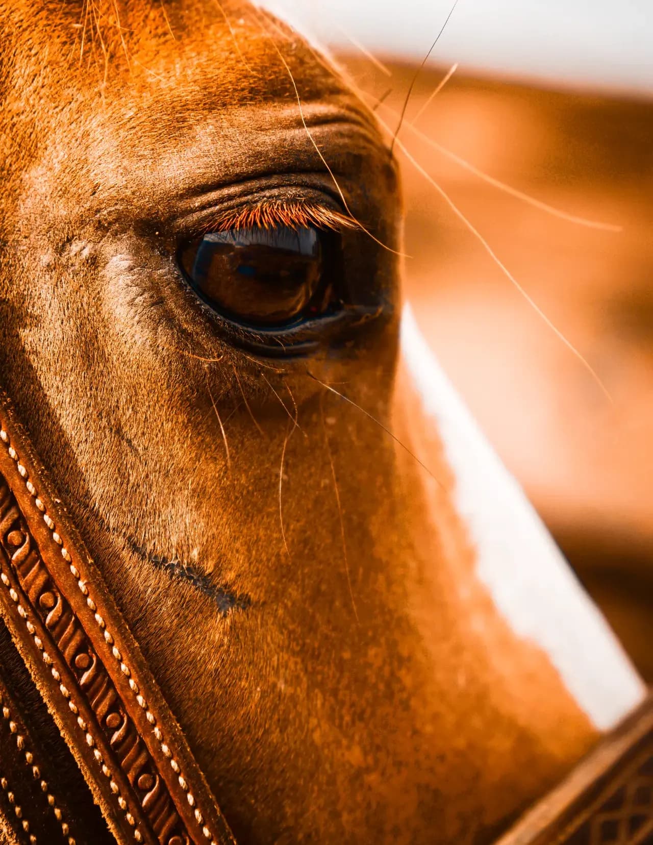 Pautler Photography image
