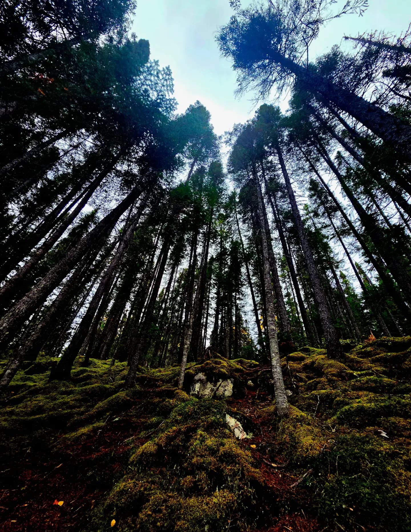 JodiB13 image
