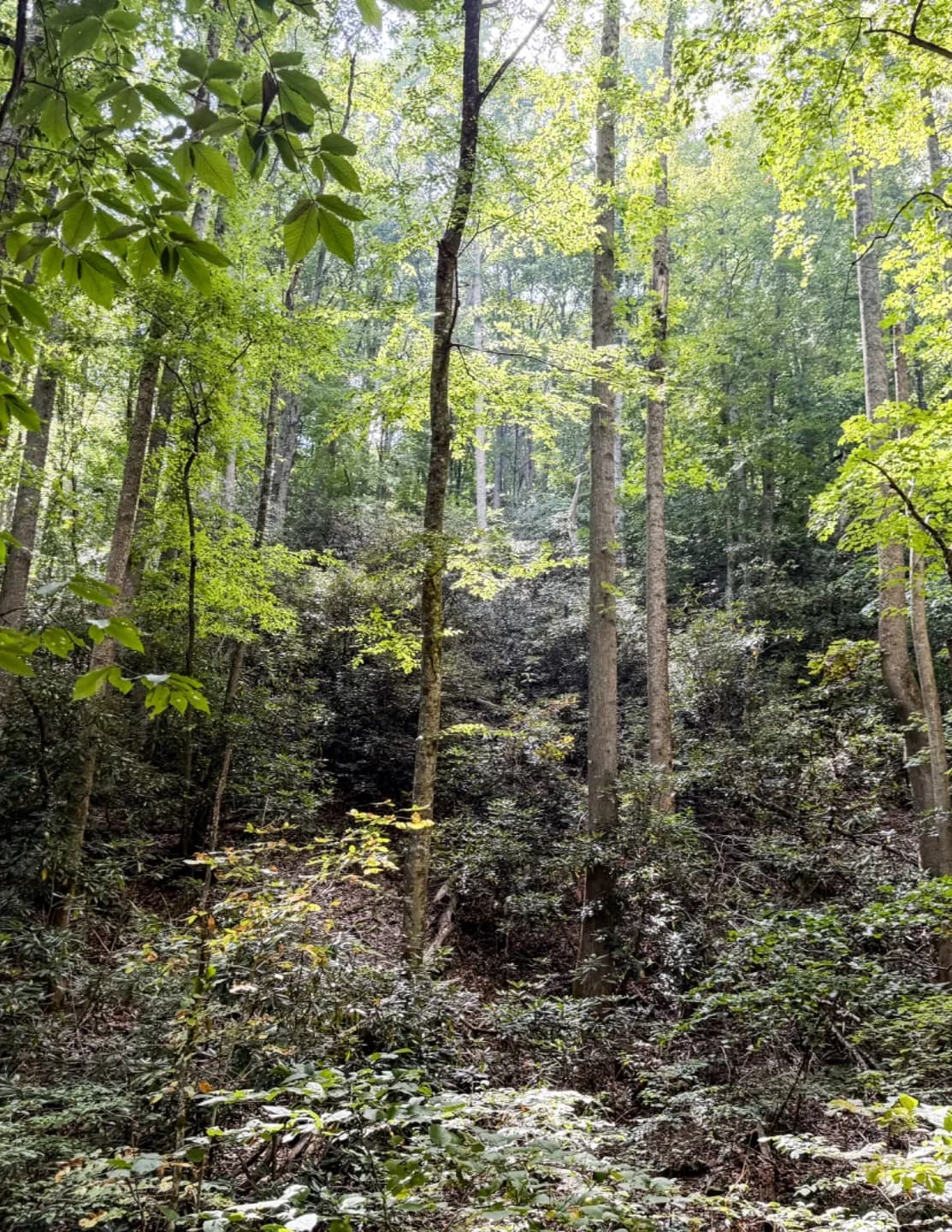 Savannah Clark image