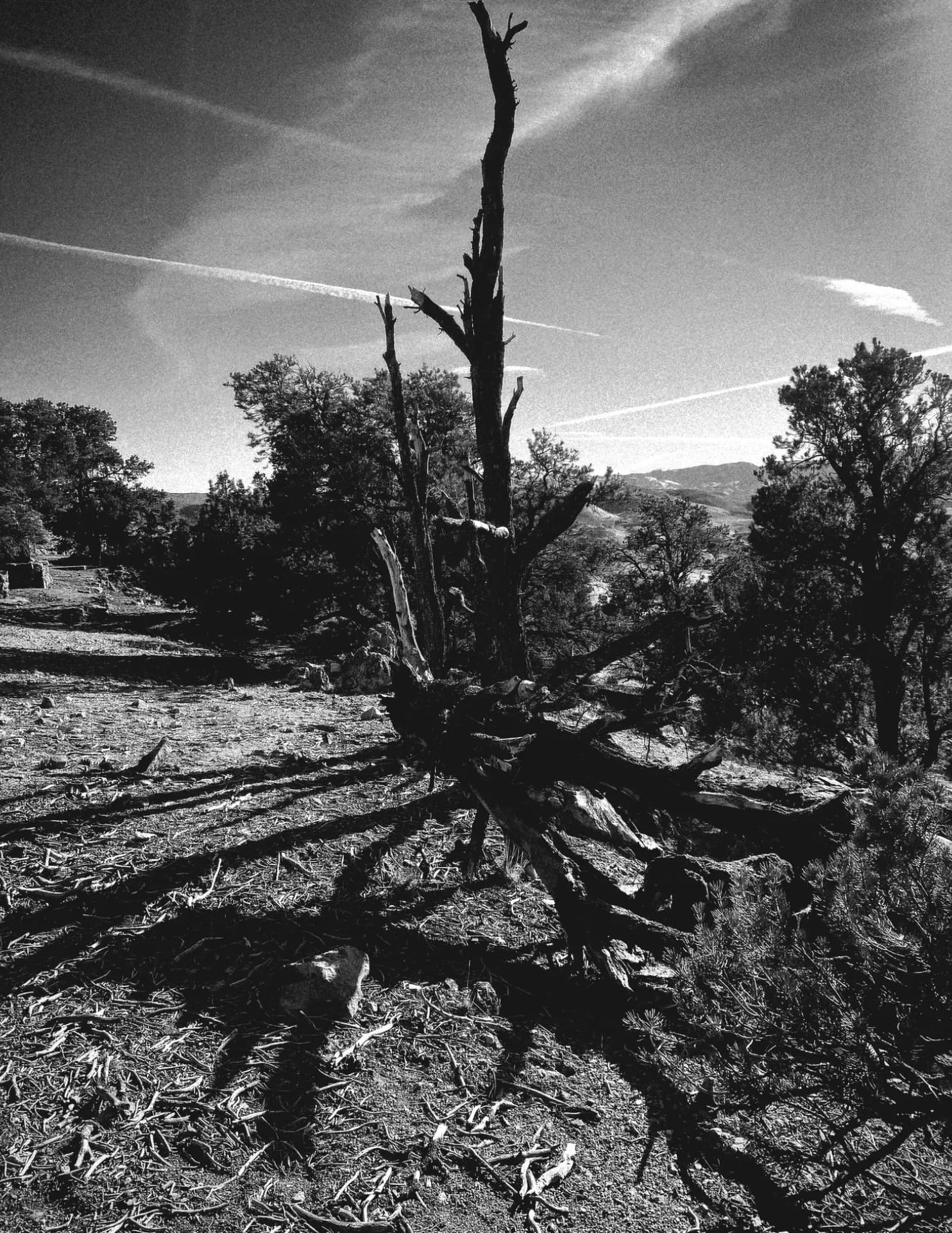 Sierra Bolinger image