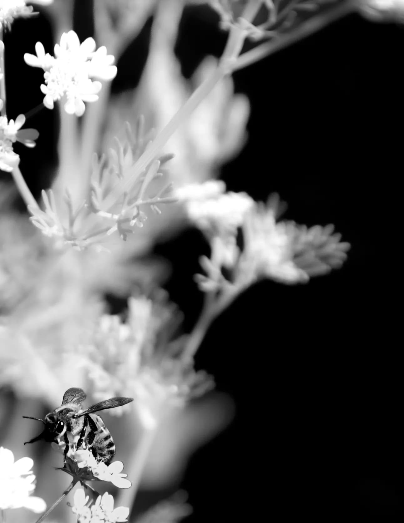 Jaden Silvas image