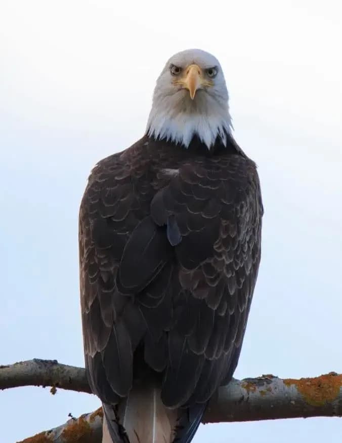Chuck image