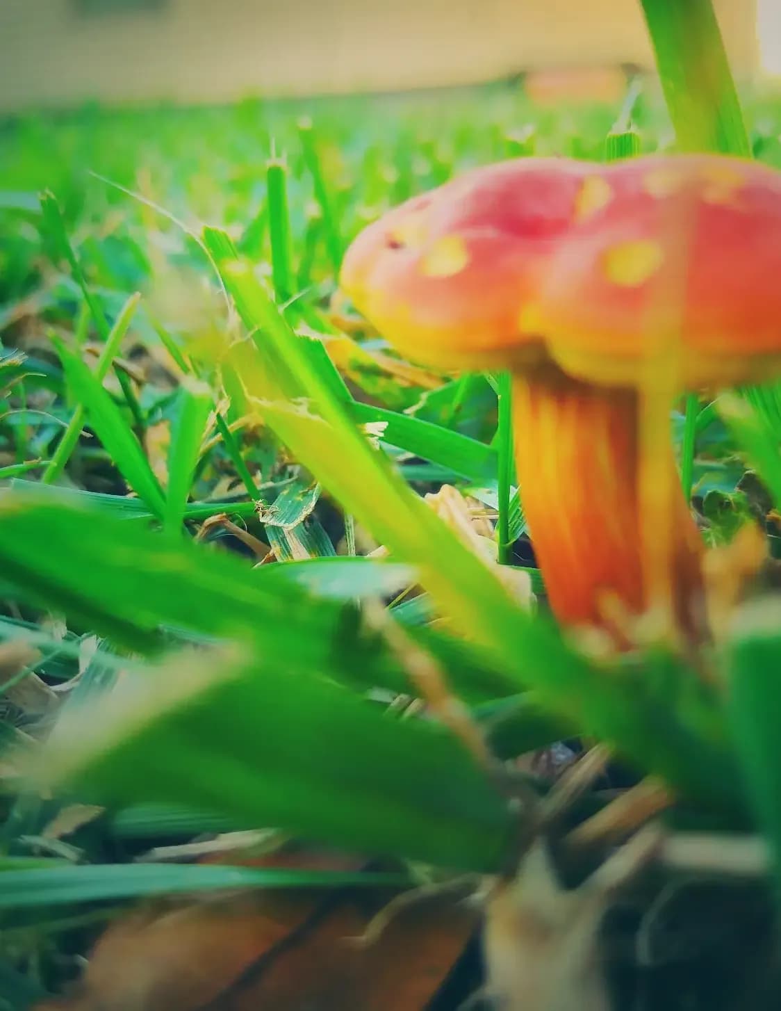 SJRphotography image
