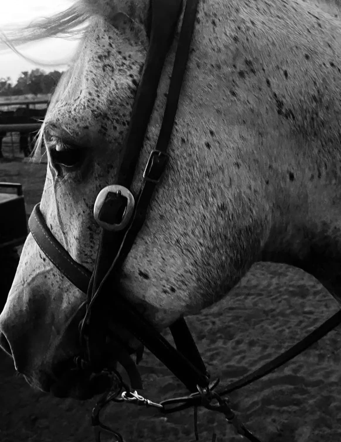 competitor eAJkq